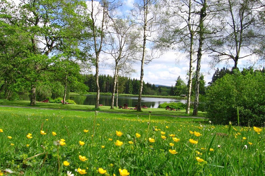 Blumenwiese mit See auf dem Gelände des Rehazentrums Oberharz Blumenwiese mit See auf dem Gelände des Rehazentrums Oberharz