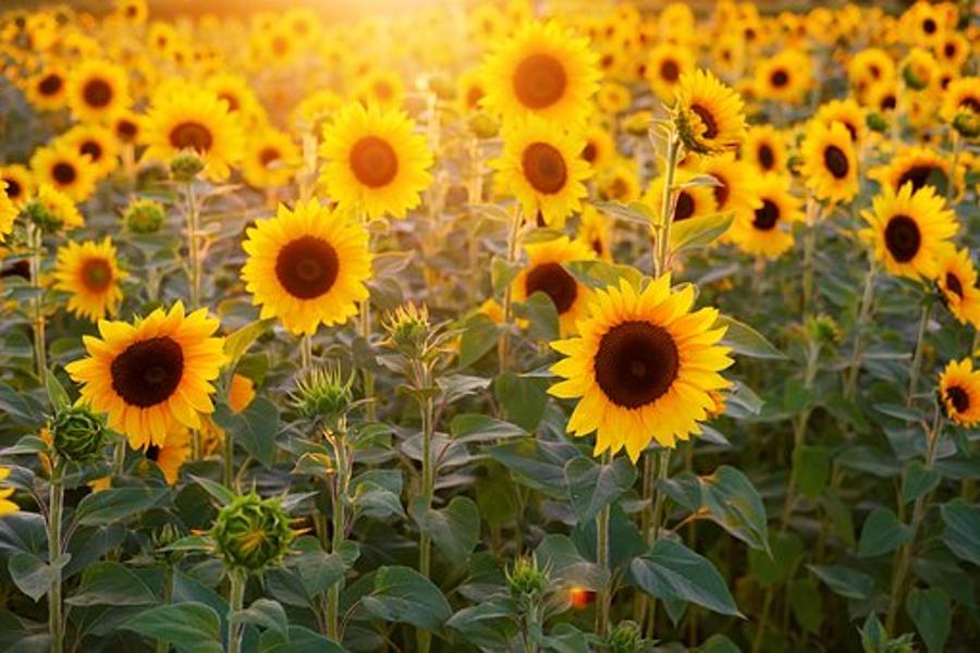 Ein Feld voller Sonnenblumen Ein Feld voller Sonnenblumen