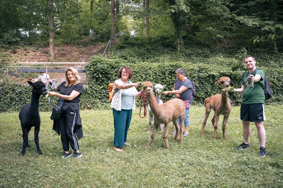 Eine Gruppe von drei Frauen und einem Mann steht mit Alpakas auf einer Wiese